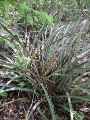 Bromelia palmeri, photograph (c) Carlos Domínguez-Rodríguez, some rights reserved (CC BY)