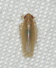 Graminella plana