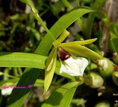 Prosthechea micropus