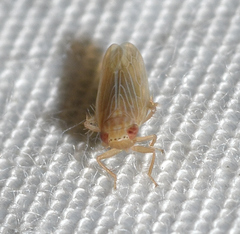 Graminella plana