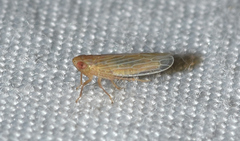 Graminella plana