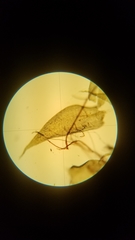 Herzogiella turfacea