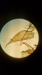 Herzogiella turfacea