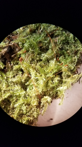 Herzogiella turfacea