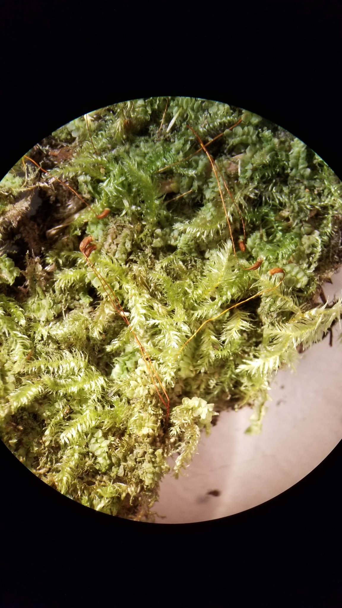 Herzogiella turfacea