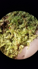 Herzogiella turfacea