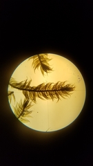 Herzogiella turfacea