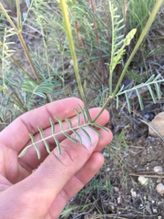 Astragalus filipes