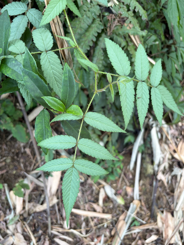 Rubus croceacanthus