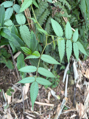 Rubus croceacanthus