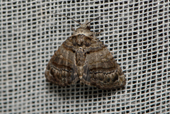 Chlumetia transversa