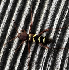 Neoclytus acuminatus