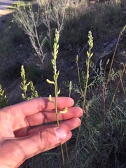 Astragalus filipes