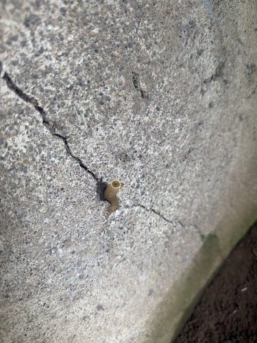 Narrow Stingless Bee