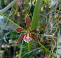 Encyclia spatella