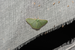 Thalassodes intaminata