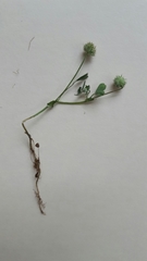 Trifolium microcephalum