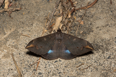 Ischyja ferrifracta
