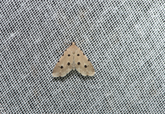 Metaemene atrigutta maculata