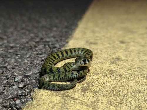Chinese Tiger Keelback