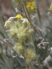 Oreocarya confertiflora