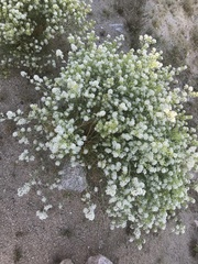 Lepidium fremontii