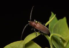 Pseudanaesthetis rufipennis