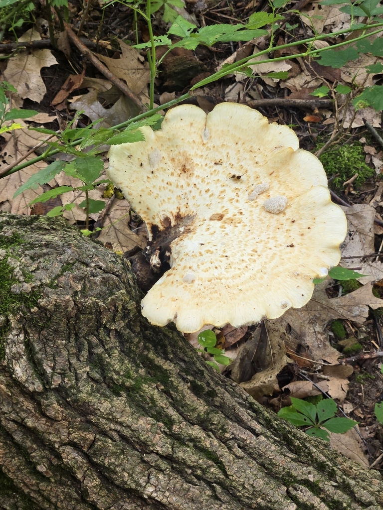 Dryad's Saddle · August 2026 · photo: Photo: no rights reserved · iNaturalist