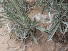 Oreocarya confertiflora