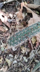 Acanthocereus oaxacensis, photograph (c) Carlos Domínguez-Rodríguez, some rights reserved (CC BY)