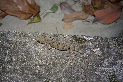 Gekko chinensis observed 2026-08-07