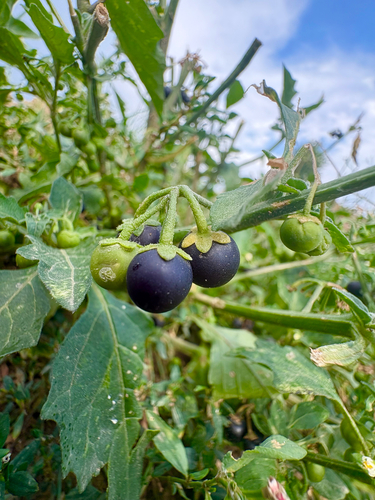 black nightshade
