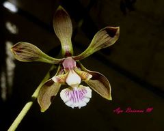 Encyclia aenicta