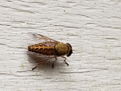 Tabanus pallidescens