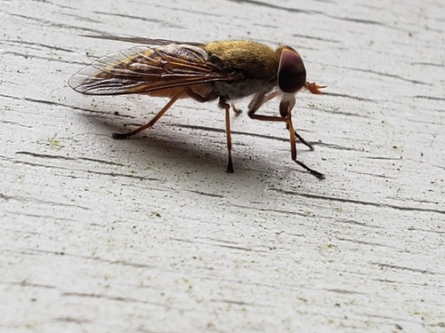 Tabanus pallidescens photo 4