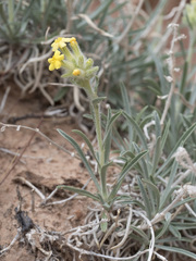 Oreocarya confertiflora