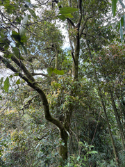 Castanopsis formosana, photograph (c) 呂一起(Lyu yi-chi), some rights reserved (CC BY)