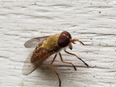 Tabanus pallidescens