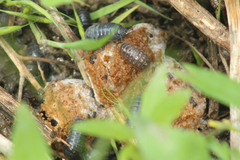 Armadillidium vulgare