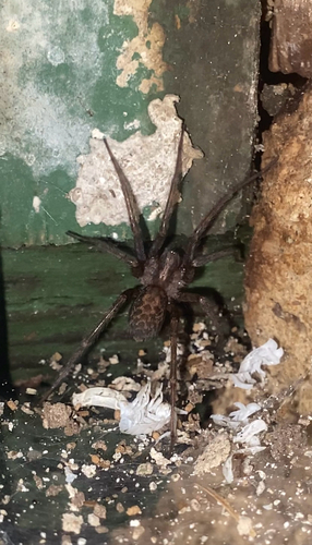 Barn Funnel Weaver