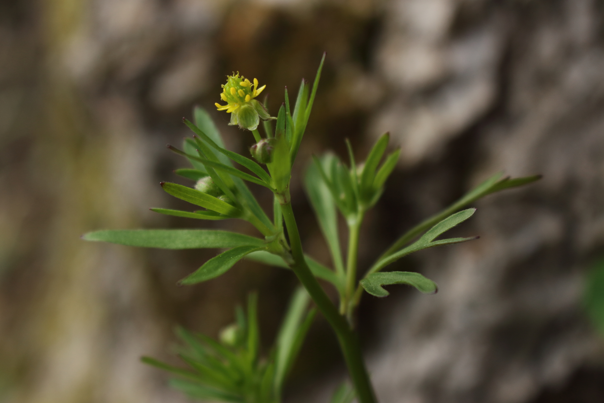 Ranunculus allegheniensis