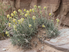 Oreocarya confertiflora