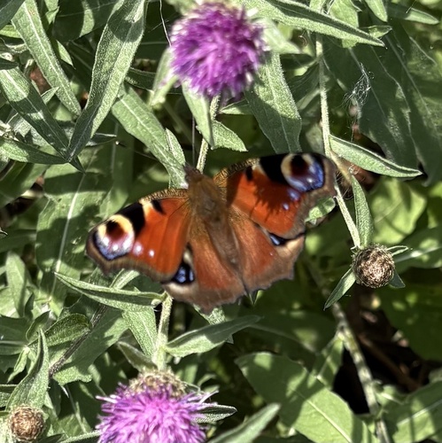 European Peacock Butterfly