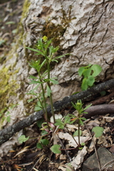 Ranunculus allegheniensis