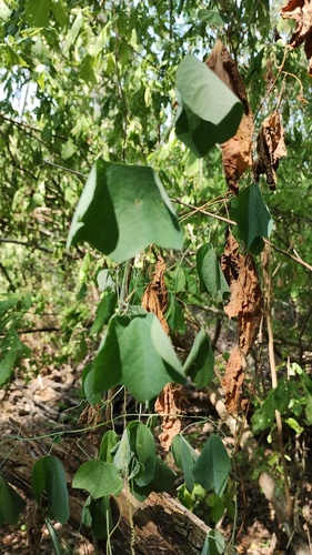 Passiflora filipes, photograph 3
