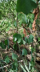 (c) Carlos Domínguez-Rodríguez, some rights reserved (CC BY) Passiflora filipes, photograph (c) Carlos Domínguez-Rodríguez, some rights reserved (CC BY)