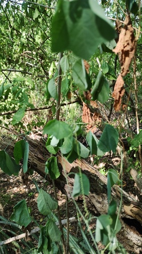 Passiflora filipes, photograph 6
