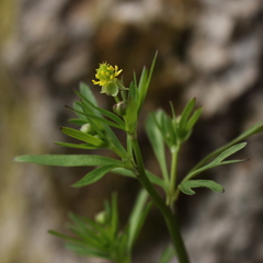 Ranunculus allegheniensis