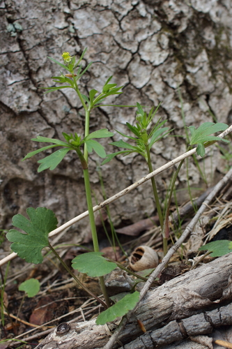 Image of Ranunculus allegheniensis by (c) Daniel McClosky, some rights reserved (CC BY)