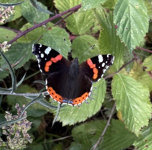 Red Admiral